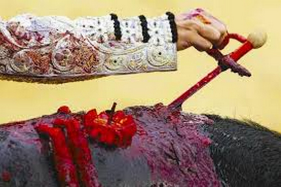 Alistan proyecto de ley para prohibir corridas de toros y corralejas