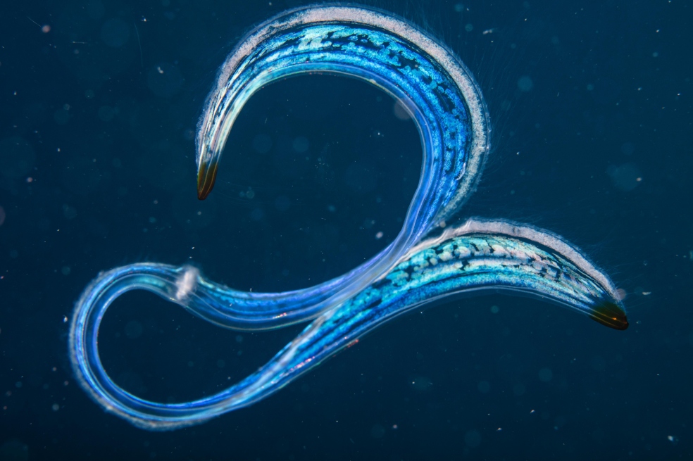 Otra de las fotos registradas en las aguas colombianas es Cestum veneris.