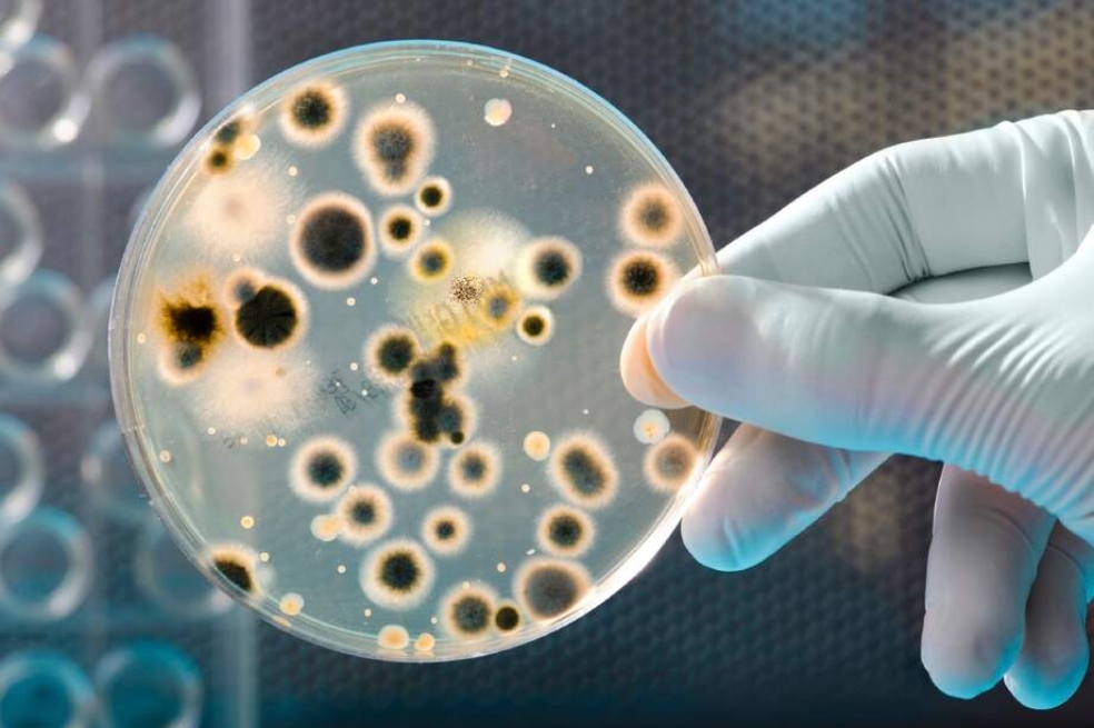 Un trasplante fecal logra tratar un trastorno que hace que el intestino produzca alcohol