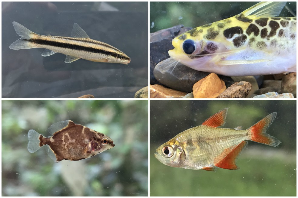 Amazon Fish: cómo usar los datos para conservar los peces