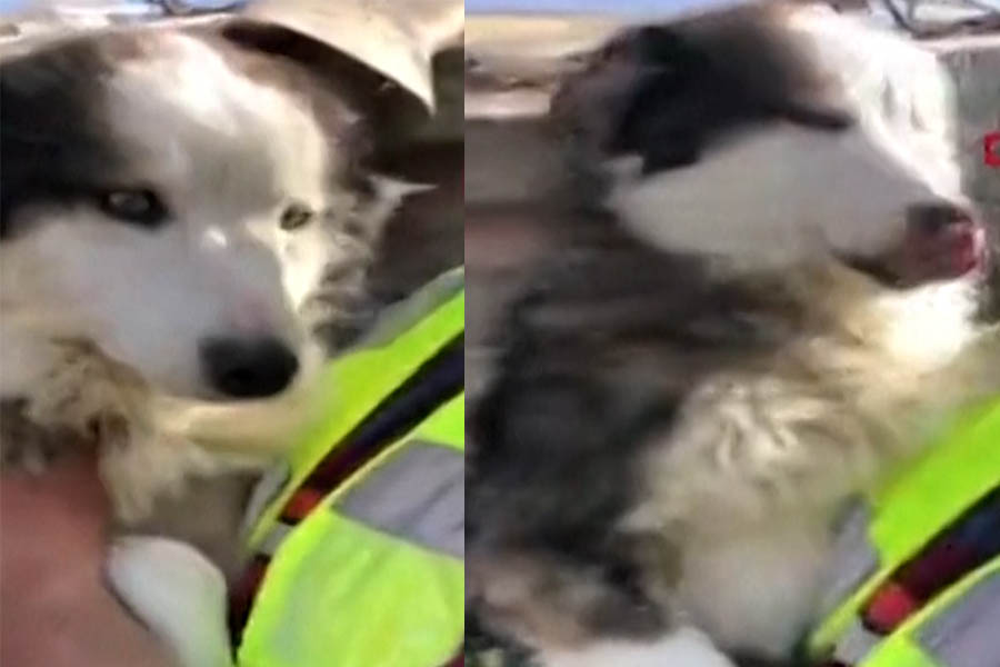 Un perro fue rescatado luego de tres semanas entre los escombros en Turquía