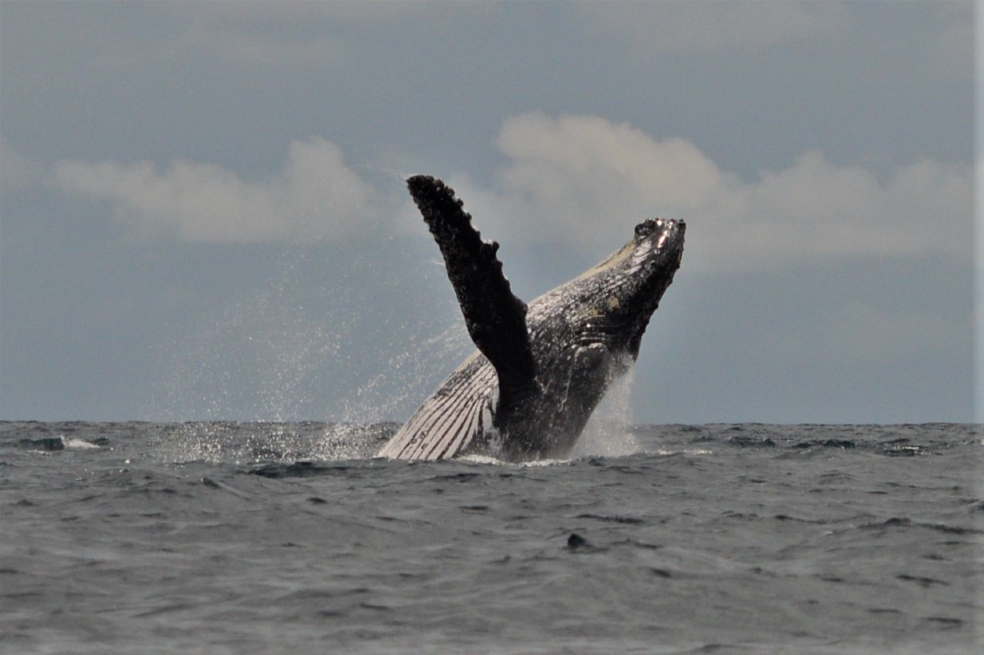 Existe mayor posibilidad de encontrar a las ballenas jorobadas en las primeras horas de la mañana o al final del día, cuando el mar está más calmado y el sol es menos intenso.