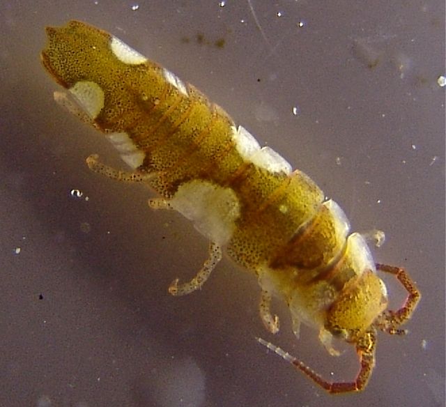 Las abejas del mar: descubren que el crustáceo poliniza las algas marinas