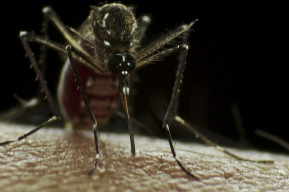 Sospechan que el Zika podría transmitirse por vía sexual