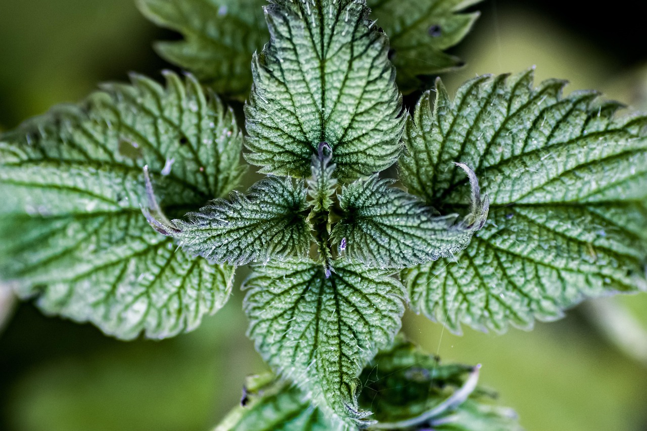 Ortiga: así es como puede beneficiar y proteger sus plantas