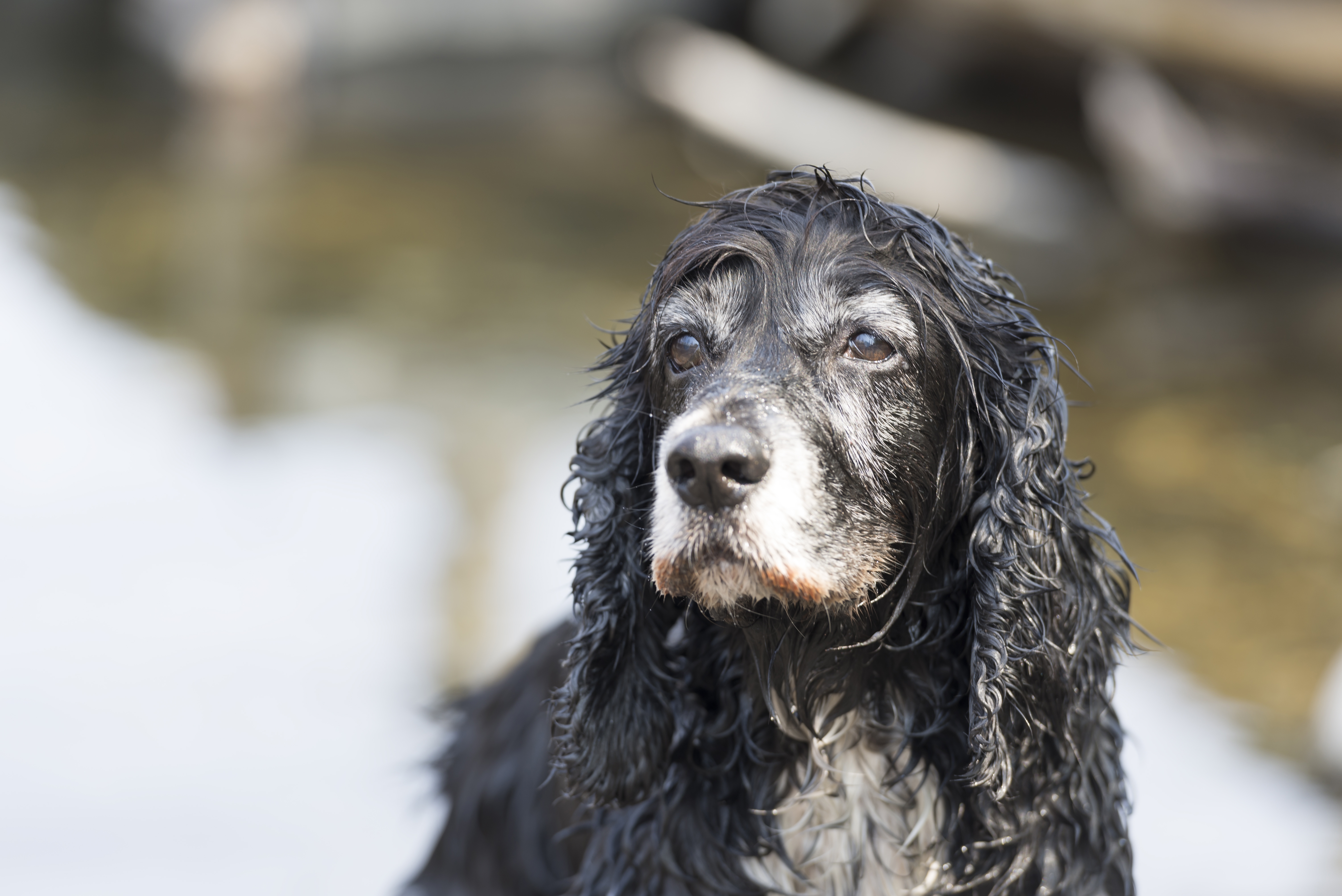 ¿Por qué mi perro tiembla? Causas y señales de alerta
