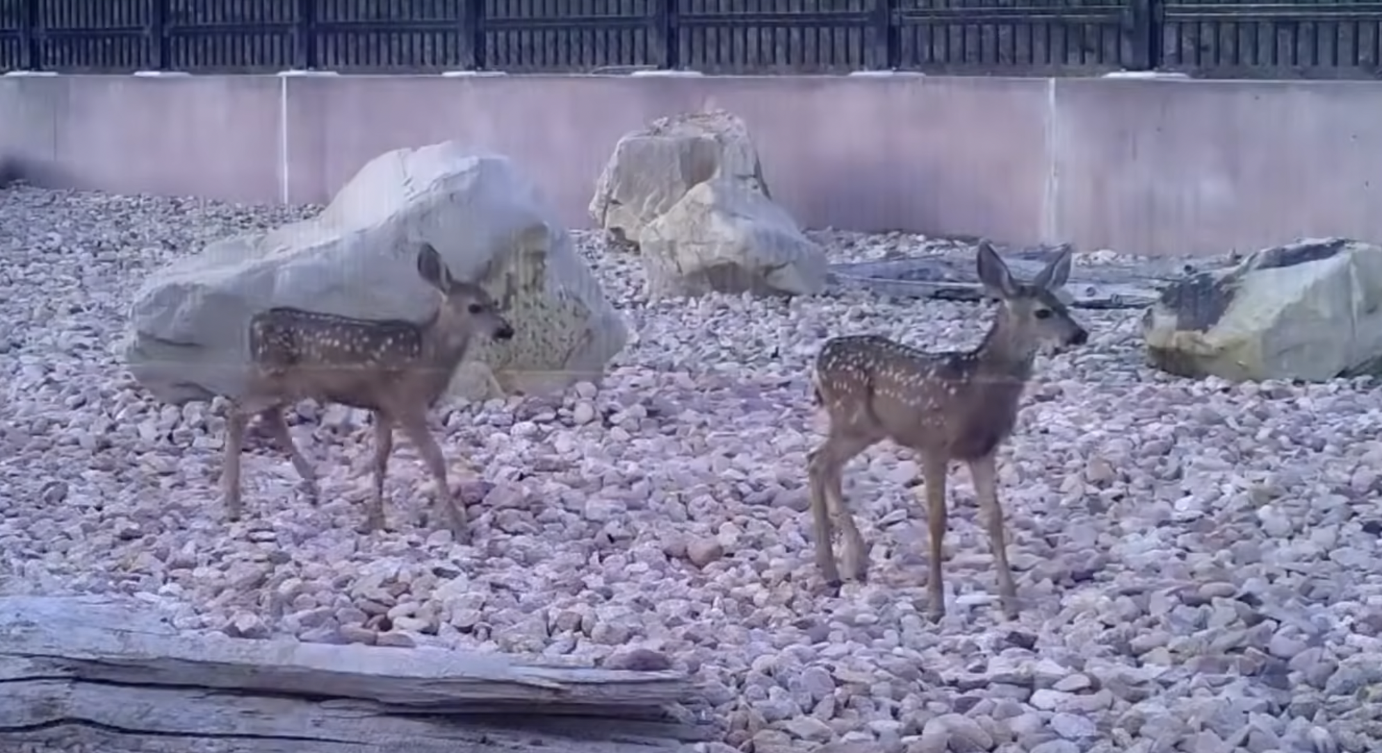 (Video) Instalaron cámaras en puente por el que pasan animales y esto descubrieron
