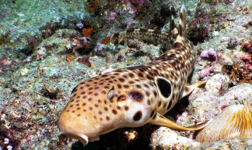Describen una nueva especie de tiburón caminante, pero podría estar en riesgo de extinción