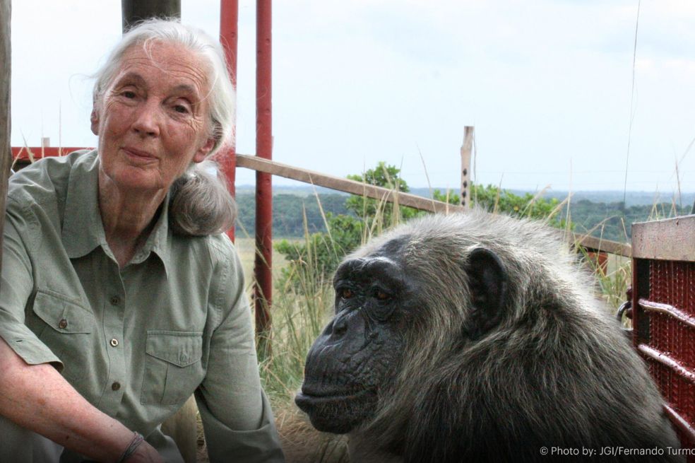 La esperanza que Jane Goodall trae a Colombia 