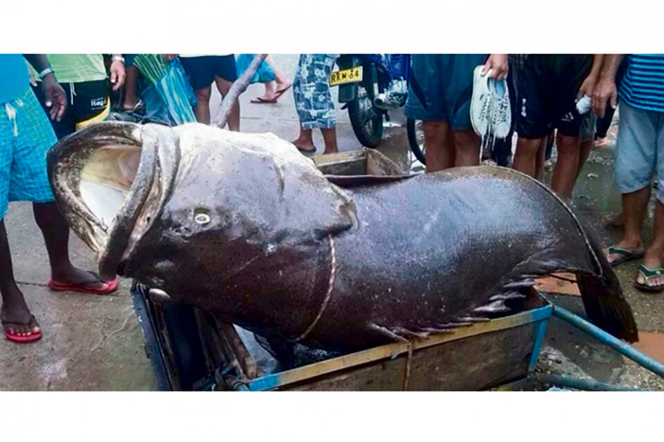 Hombre pesca un mero de 150 kilos