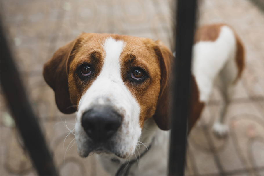 Video: el desgarrador gesto de un perrito cuando se da cuenta que fue abandonado