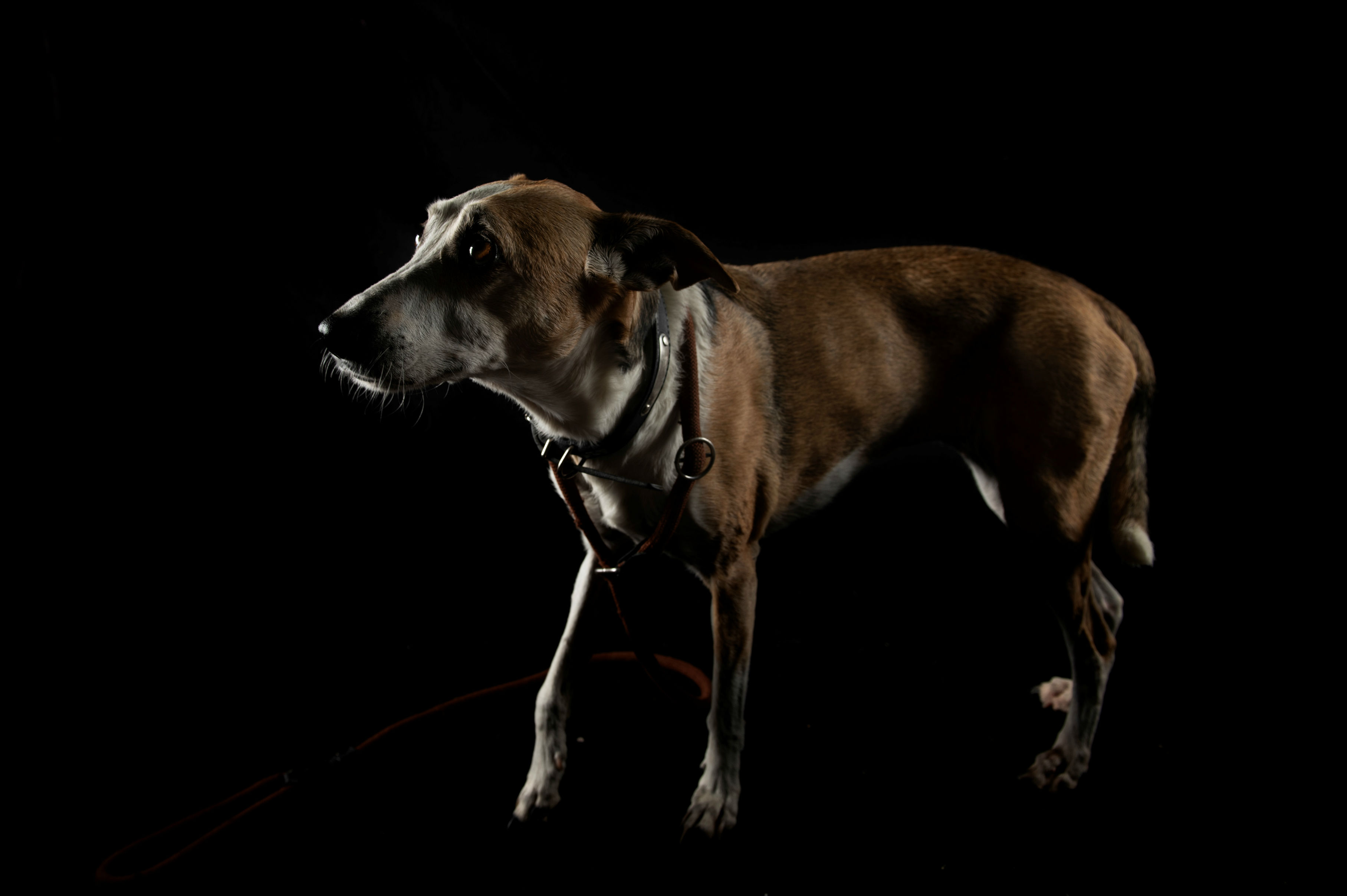 Retratan a perros víctimas de maltrato animal