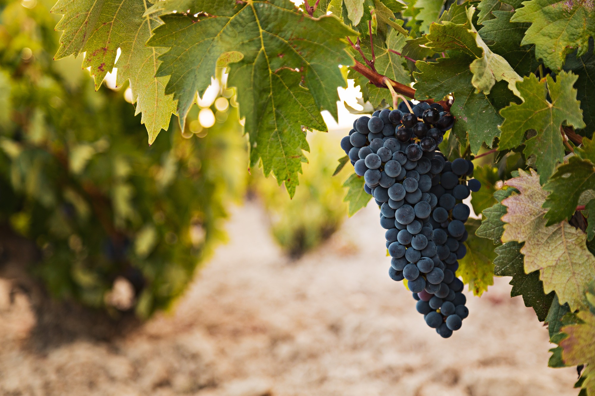 ¿Puedo cultivar uvas en casa? Guía para resolver dudas