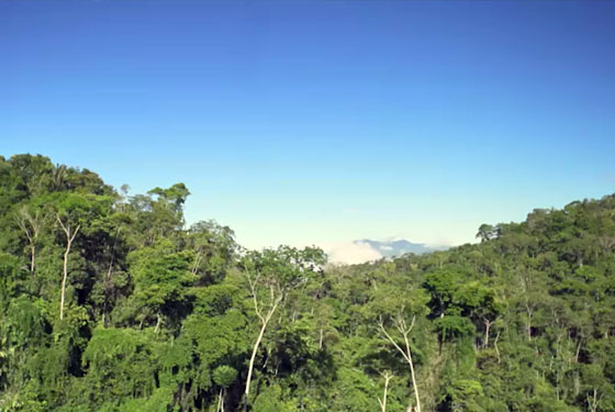 Un corredor natural para proteger a los pumas en Antioquia