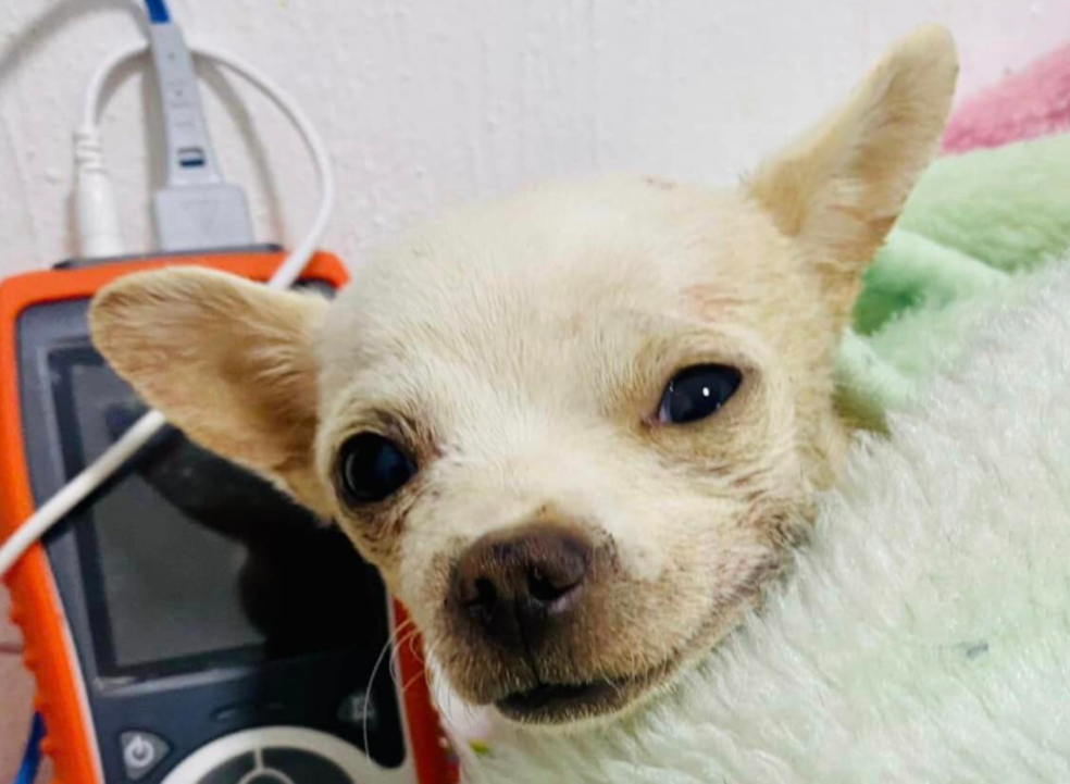 Murió Pincky, perro atacado por un ladrón en el robo de una vivienda
