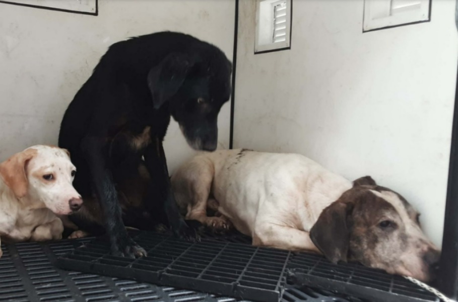 Autoridades rescatan 14 perros en condiciones de maltrato en Fontibón