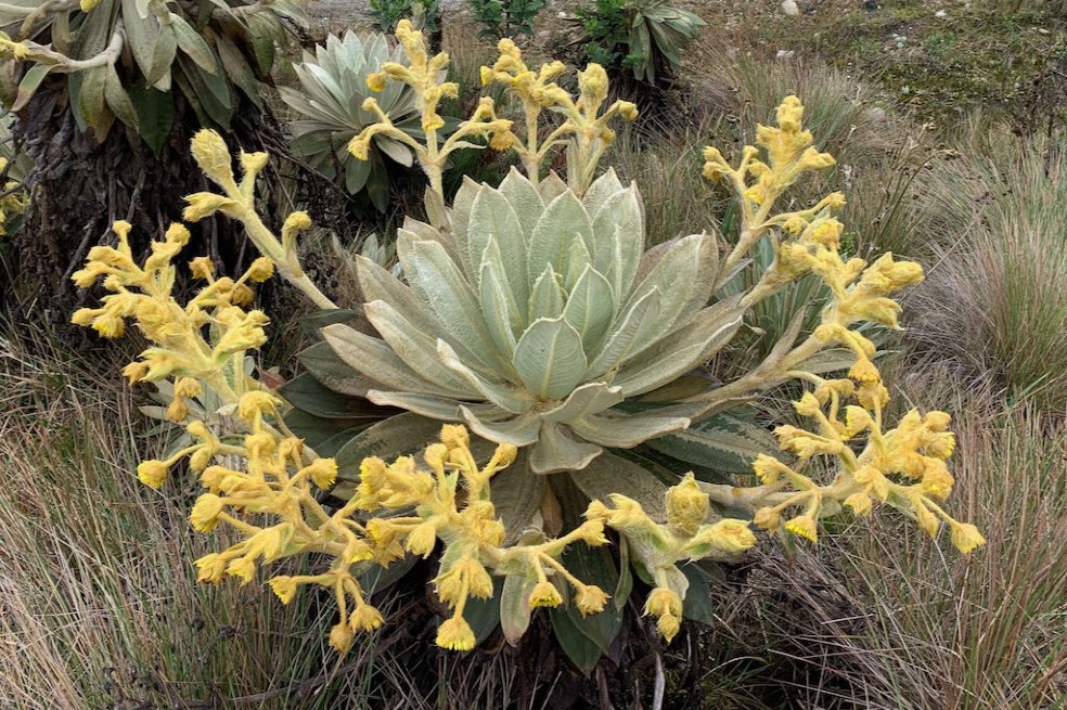 Estas son las plantas endémicas que podrían desaparecer de los páramos colombianos