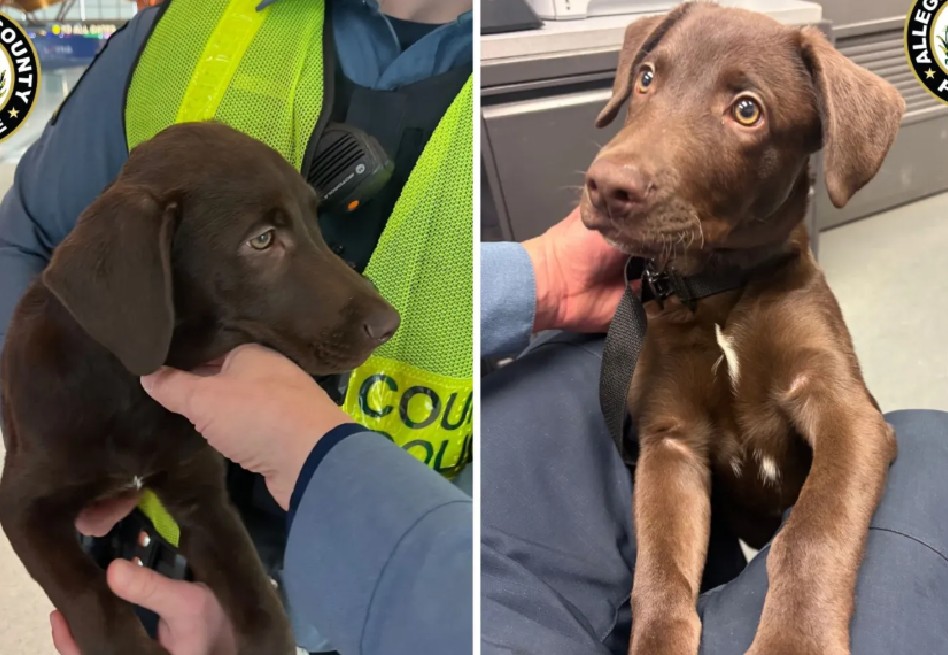 Cachorro fue abandonado en aeropuerto, ya que no tenía los permisos necesarios para volar
