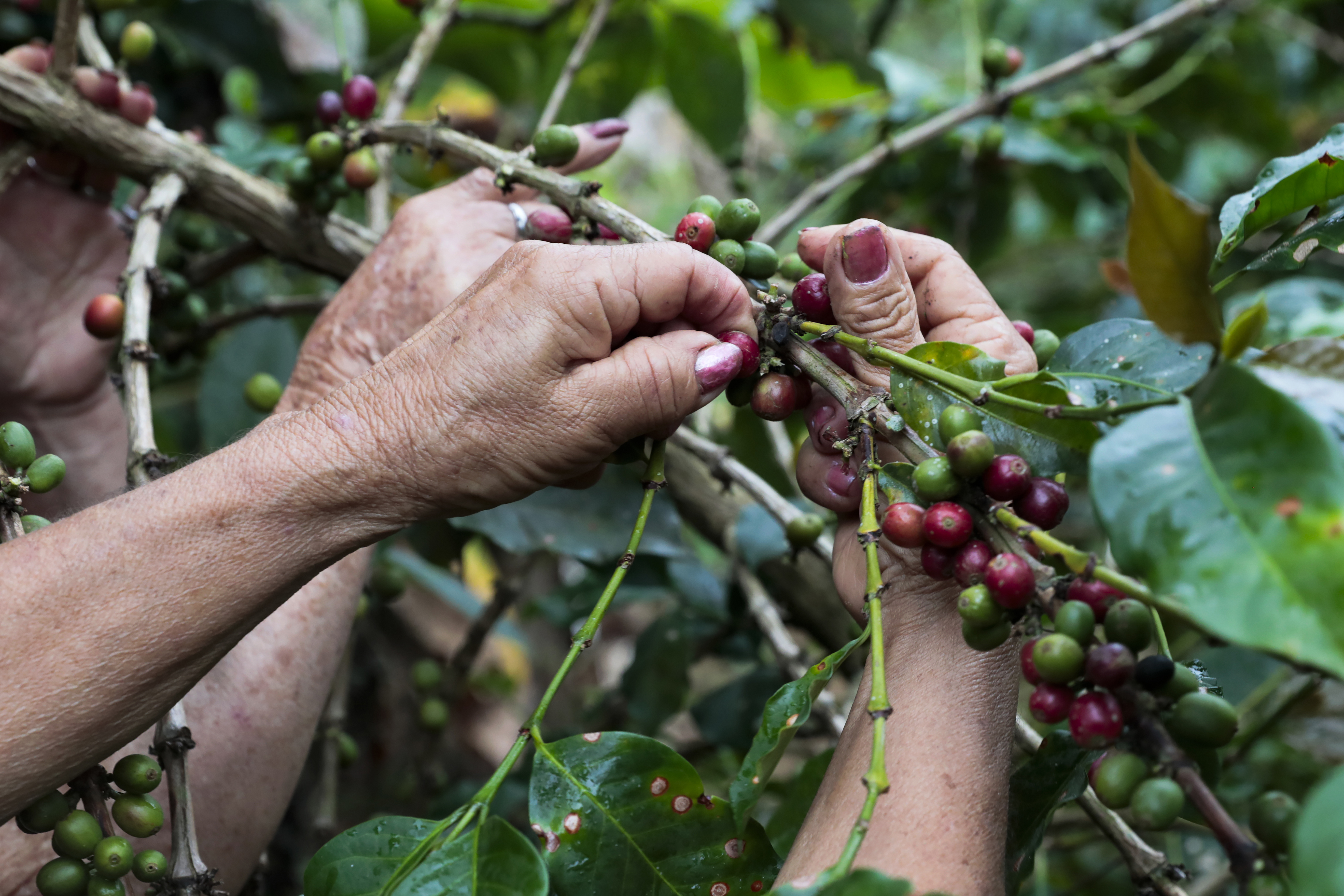 El precio del café alcanzó nuevo récord: ¿cuál fue la cifra histórica?