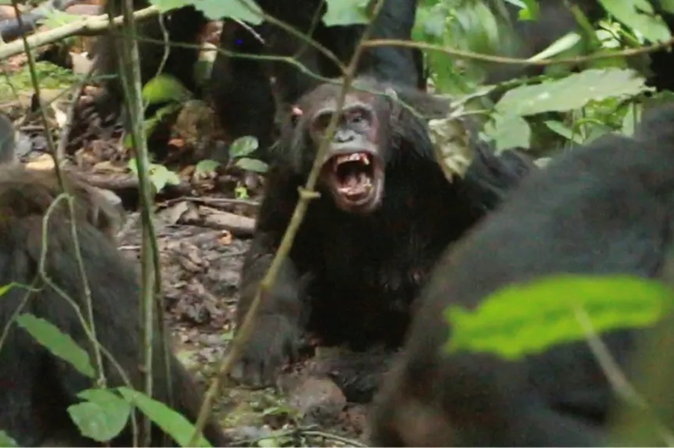 Imágenes de 2019 de chimpancés machos adultos de un grupo atacando a un chimpancé macho del otro.
