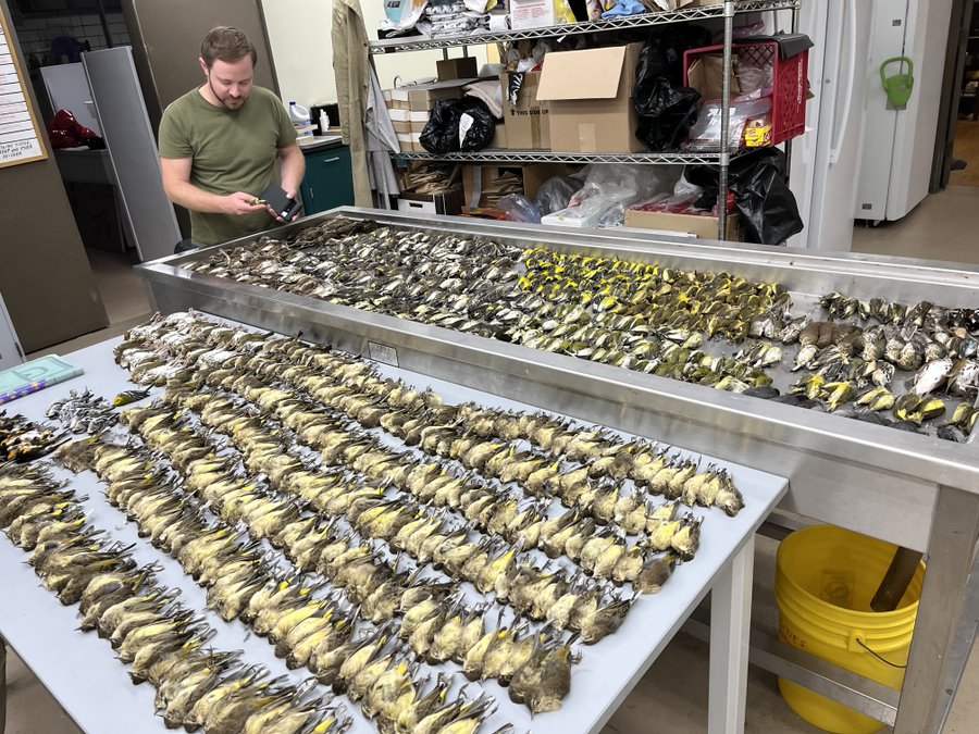 Más de 1.000 aves murieron tras chocar contra un mismo edificio en Estados Unidos