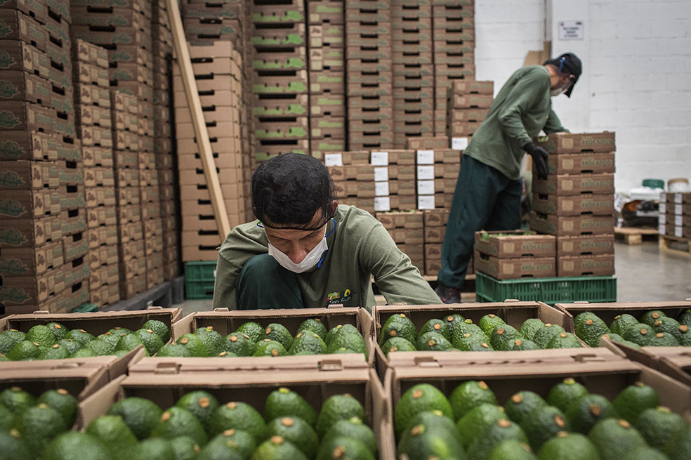 Aguacates y aceite de palma, reyes en exportaciones