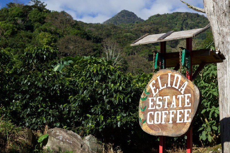 King of Coffee