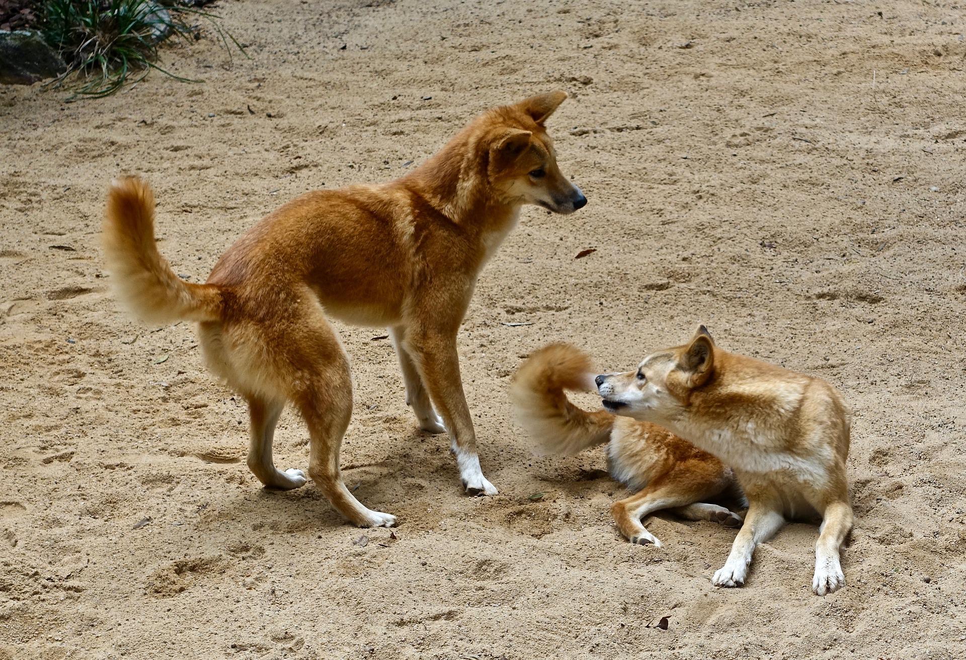 El dingo es un perro salvaje típicamente australiano, el cual divergió sustancialmente de los canes domésticos por su situación de aislamiento durante miles de años, indica un estudio que publica Science Advances. /Pixabay