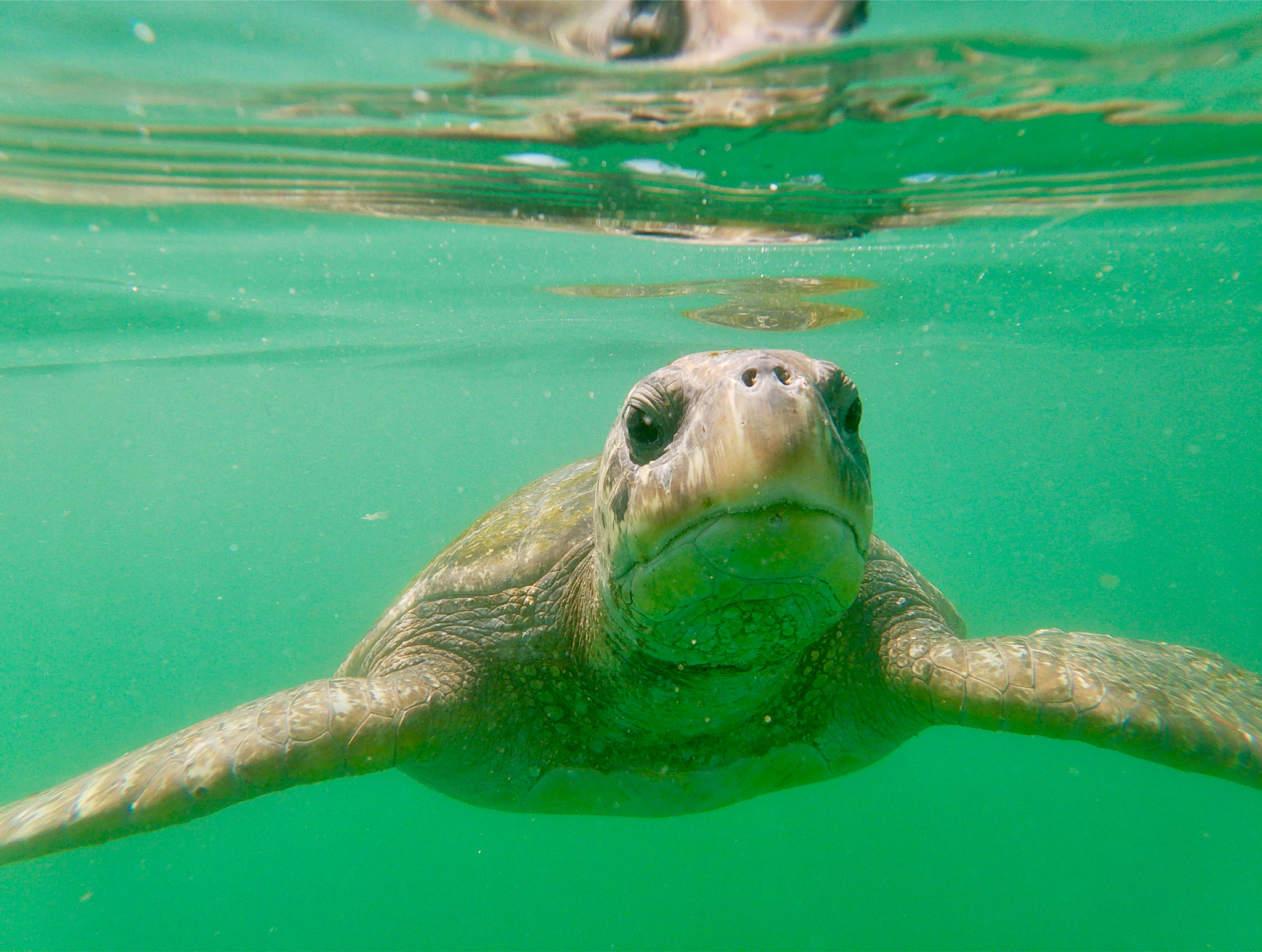 Tortuga verde
/ Sarai Cortez - Perú
