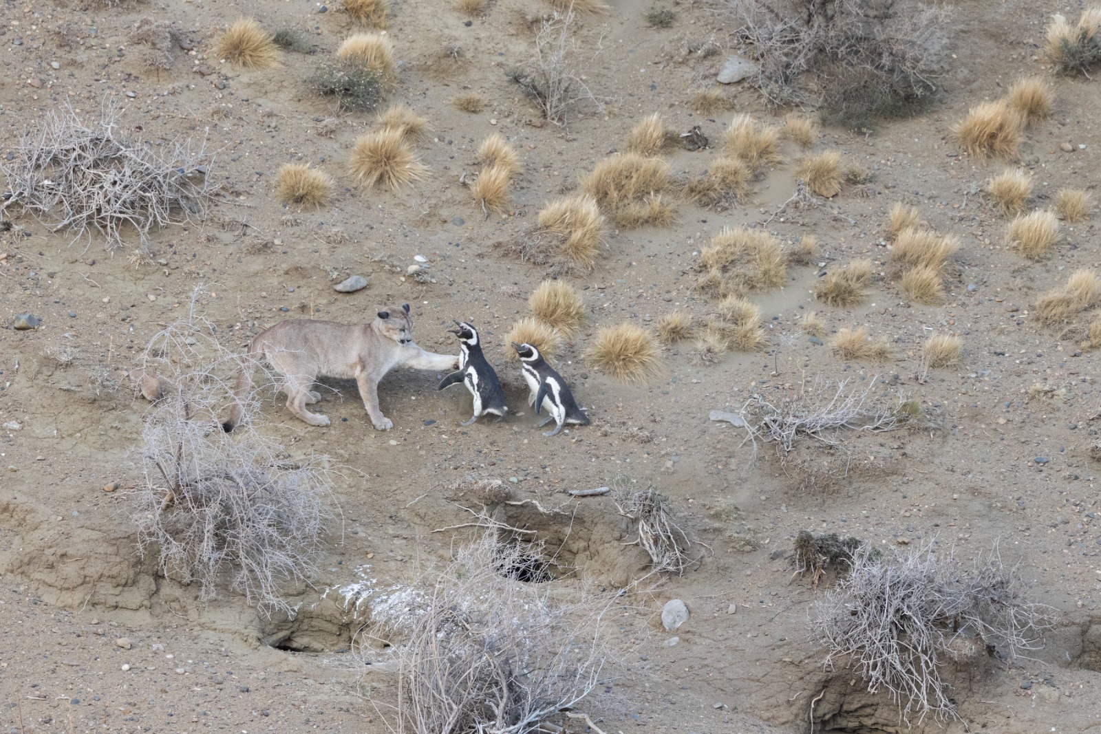 Pumas vs pingüinos: el regreso de estos depredadores trajo cambios en la Patagonia