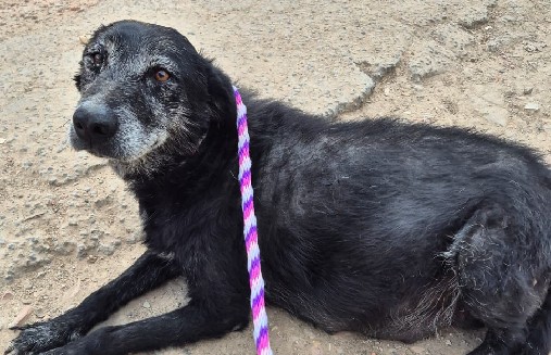 Perrita embarazada es rescatada en Soacha y requiere apoyo urgente para su recuperación