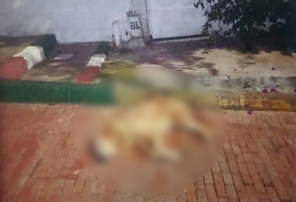 Judicializan a hombre que habría golpeado a un perro hasta matarlo en Ciudad Bolívar
