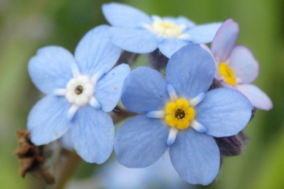 Flor nomeolvides será el símbolo del 9 de abril