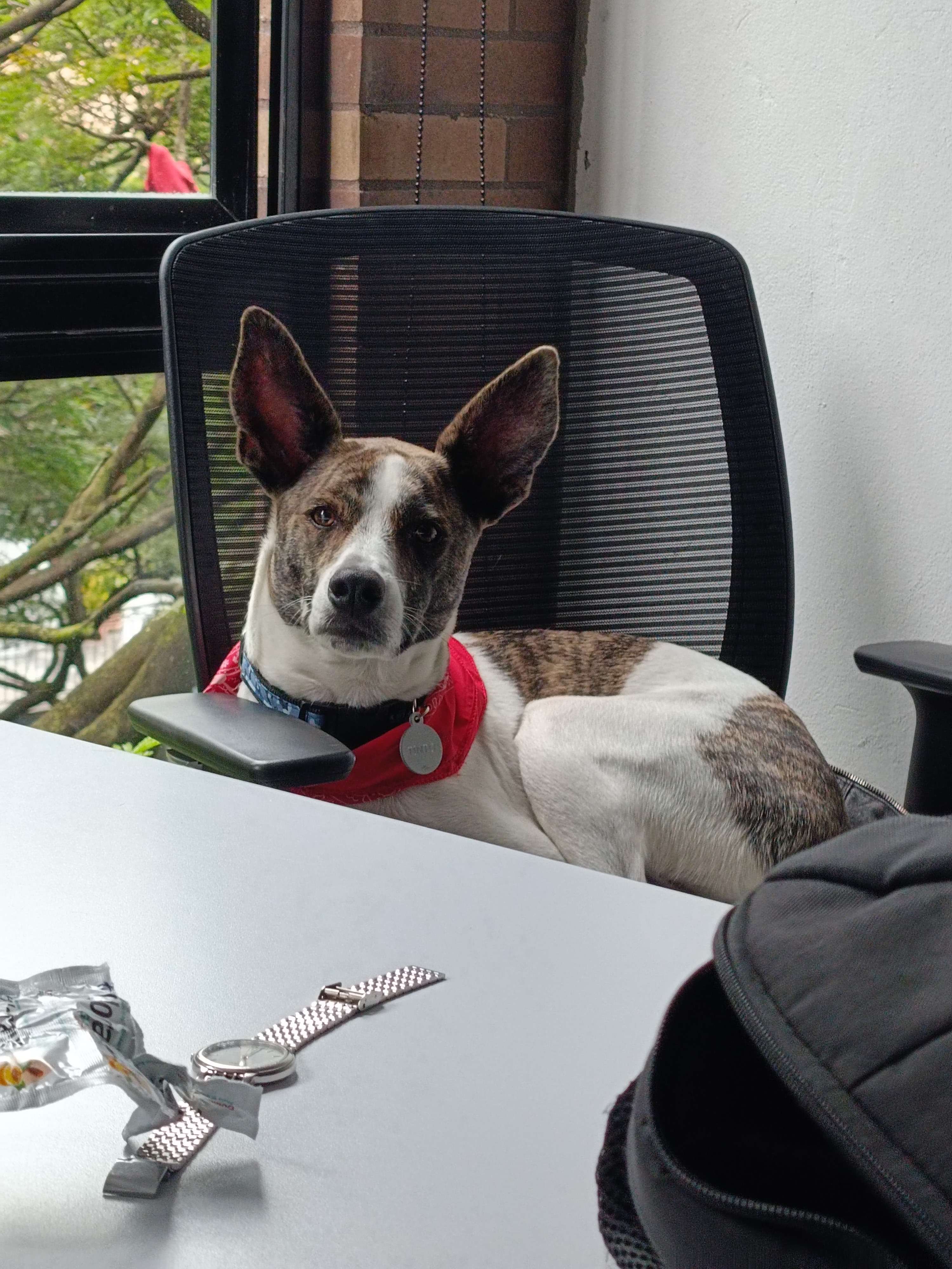 El dueño recurrió a profesionales, quienes le comentaron que su perro tenía ansiedad por separación, una condición que padecen animales que sufren cuando se les deja solos y que no pueden soportar separarse de sus propietarios.