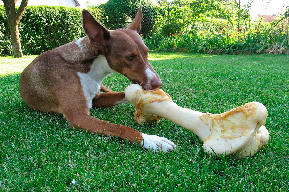 ¡Tu perro puede comer huesos! Esto recomiendan los especialistas