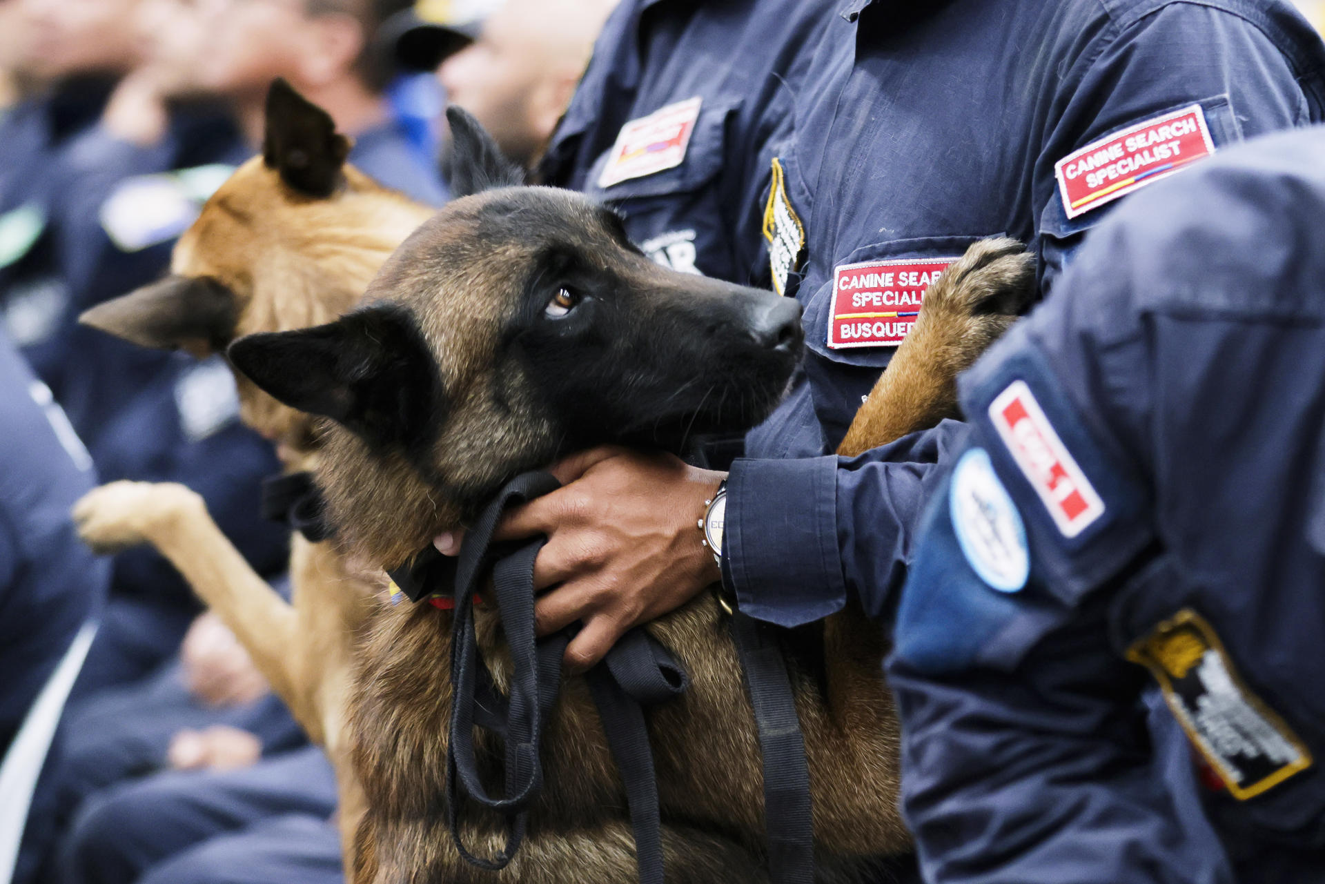FOTODELDÍA AME7910. BOGOTÁ (COLOMBIA), 06/07/2026.- Fotografía que muestra un perro de rescate integrante del equipo USAR COL-1 (Urban Search and Rescue, por sus siglas) este lunes, en Bogotá (Colombia). Jornadas extenuantes, largos desplazamientos y la presión de que cada minuto podía significar una vida marcaron la misión del equipo colombiano de rescate en Venezuela, donde salvar al niño Moisés, de 11 años, fue la mayor recompensa tras los terremotos que han dejado 3.535 muertos y 16.740 heridos. EFE/ Carlos Ortega