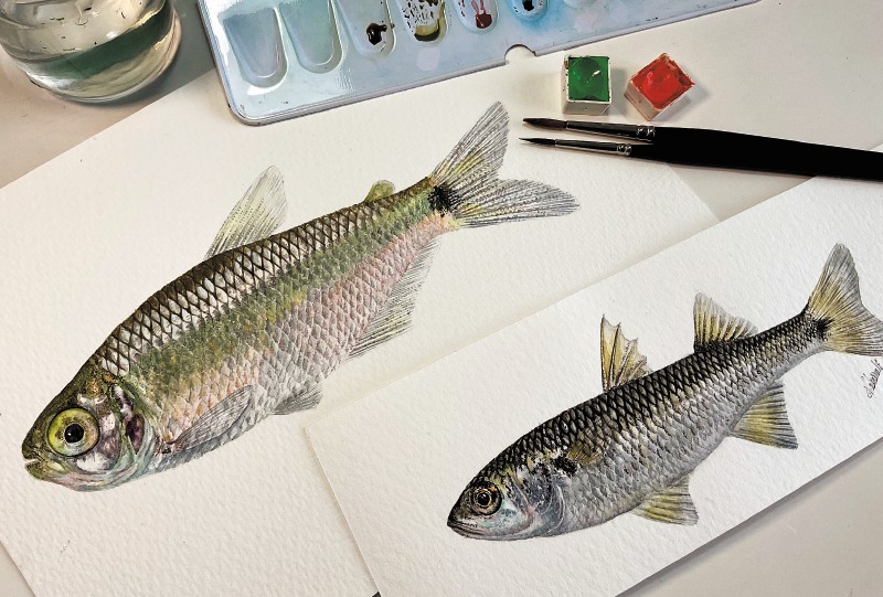 Descubriendo peces en el río Mira, una de las cuencas más inexploradas de Colombia