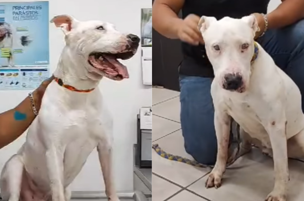 “La vida te va a cambiar Nemito”: la promesa de un refugio para un perro ciego