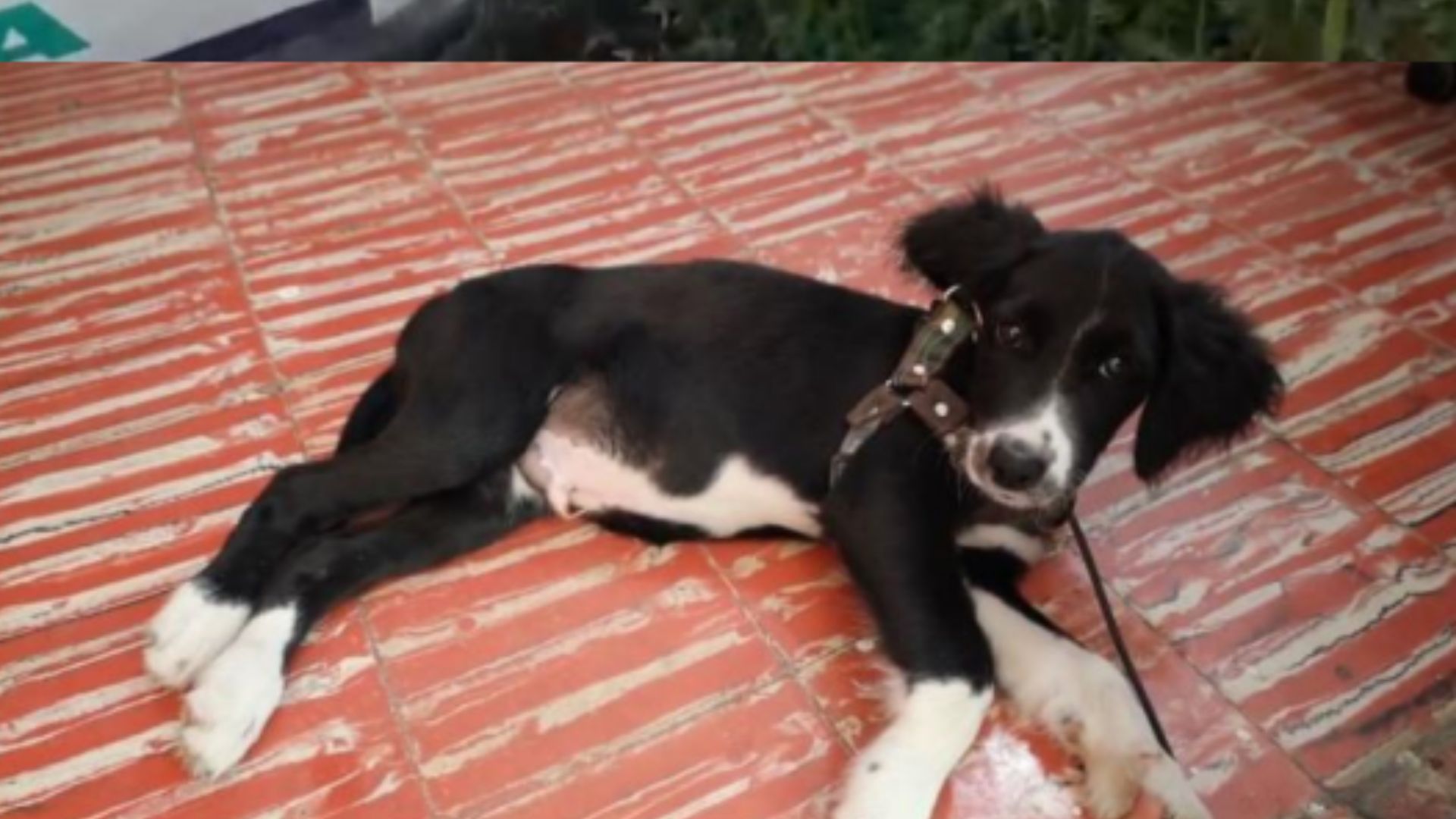 Fue abandonado en una bolsa y las autoridades lo recataron. Está en un proceso de recuperación.