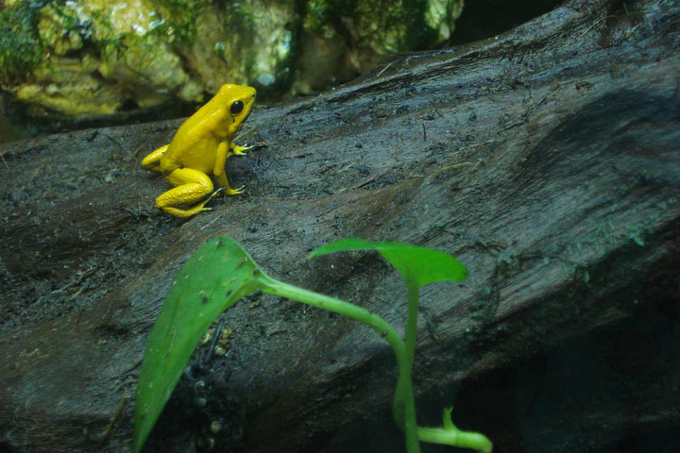 Rana colombiana, una de las siete maravillas en extinción