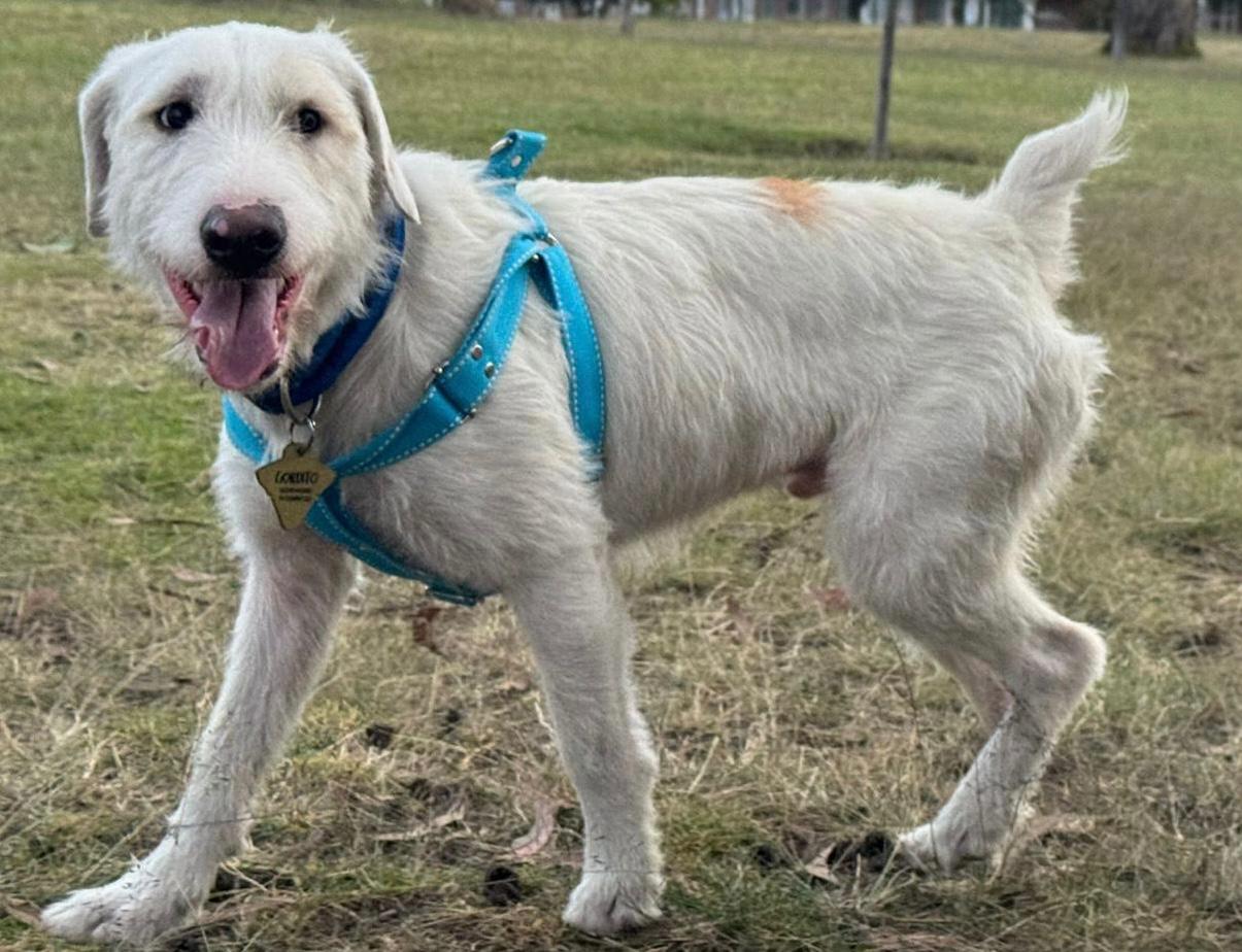 Buscan a Homero, perrito que escapó de su nuevo hogar en Hayuelos, Bogotá