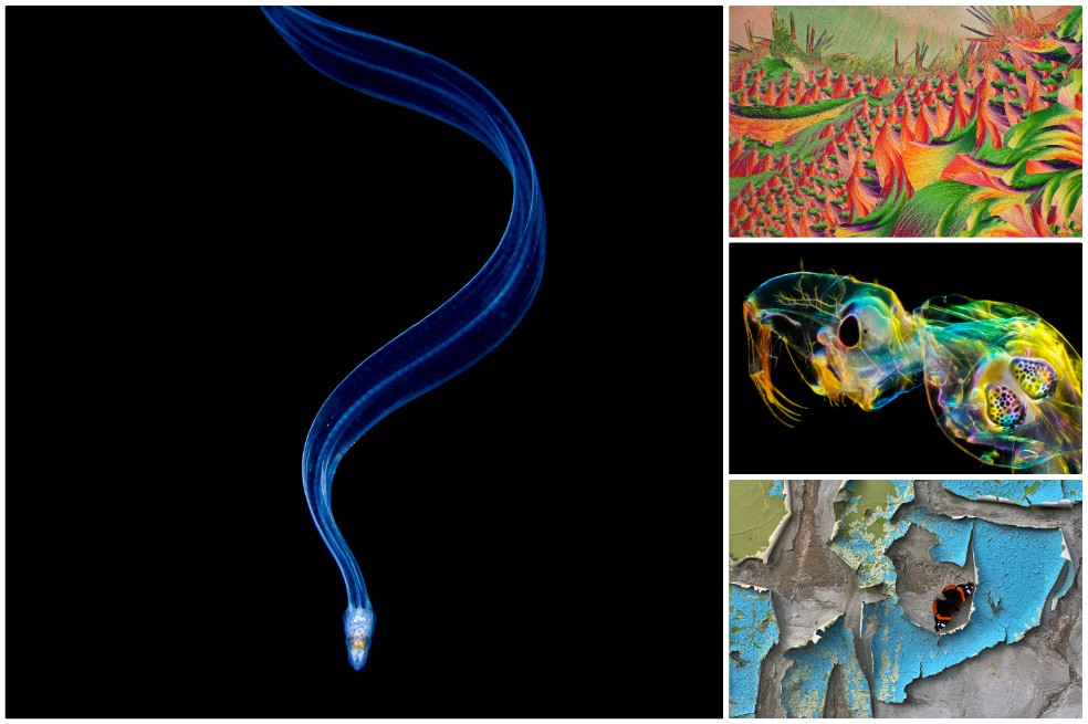 Estos son los ganadores del concurso "Close-up Photographer of the Year 2020 Winners", en alianza con Affinity Photo.