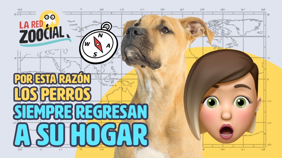 La increíble razón por la que los perros siempre vuelven a casa