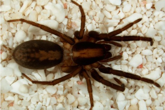 ¿Veneno de araña para curar el dolor?
