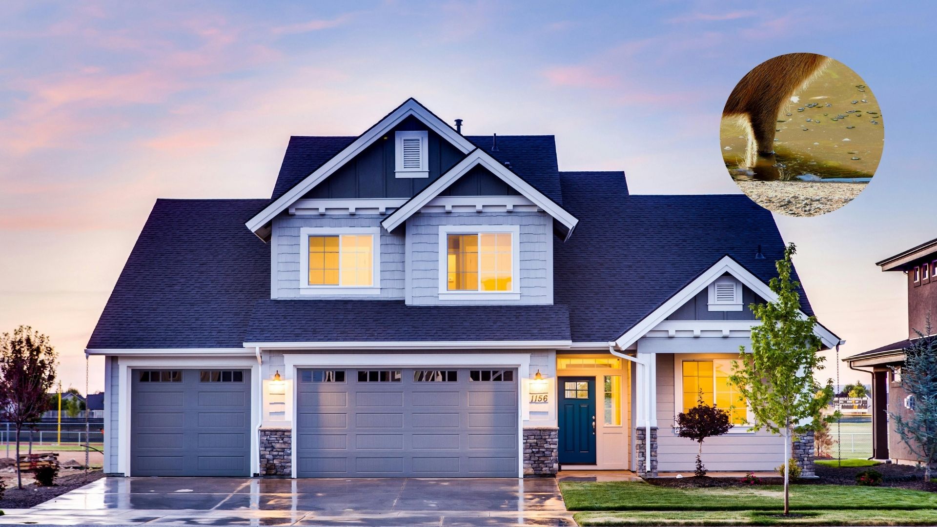 Multas de hasta mil dólares por tener este animal en casa