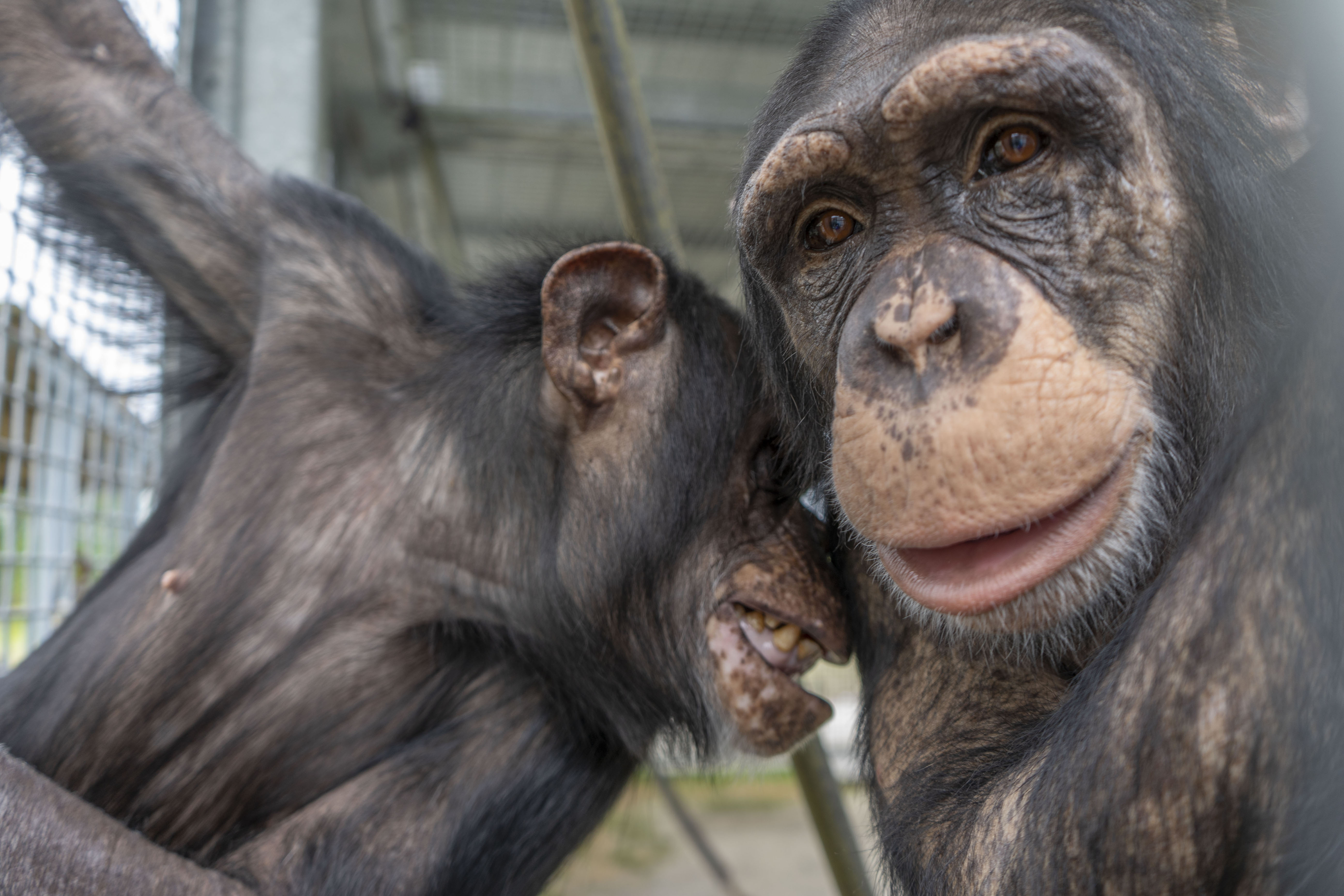 El ser humano debe entender que un chimpancé debe vivir con su manada