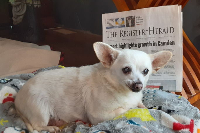 Spike, el perro más viejo del mundo, ¿cuántos años tiene? Guinness World Records.