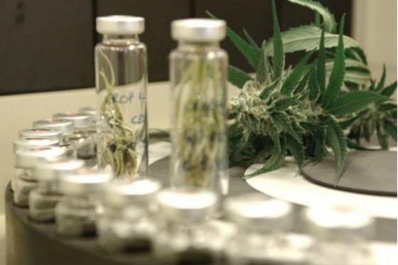 Día definitivo para la marihuana medicinal en Colombia