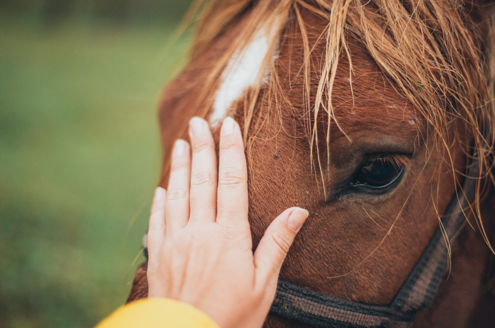 Así fue la muerte del caballo en la cabalgata de San Gil que hoy es investigada