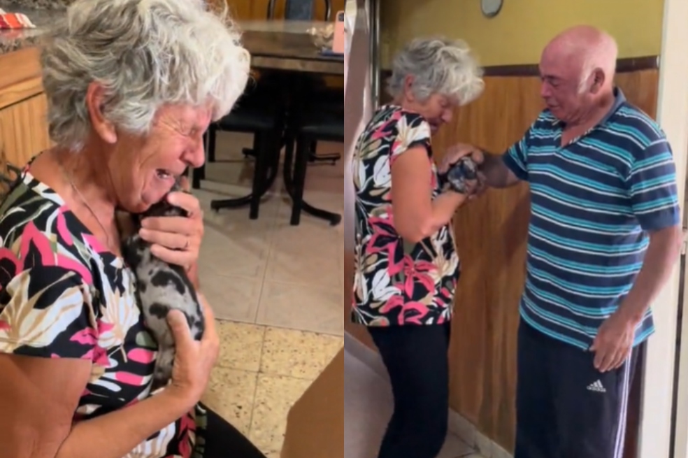 (Video) Abuelos perdieron a su perra, pero se alegraron con la sorpresa de su nieta